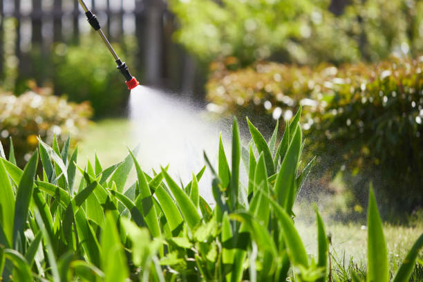 24/7 Emergency Termite Control experts in Holbrook, AZ